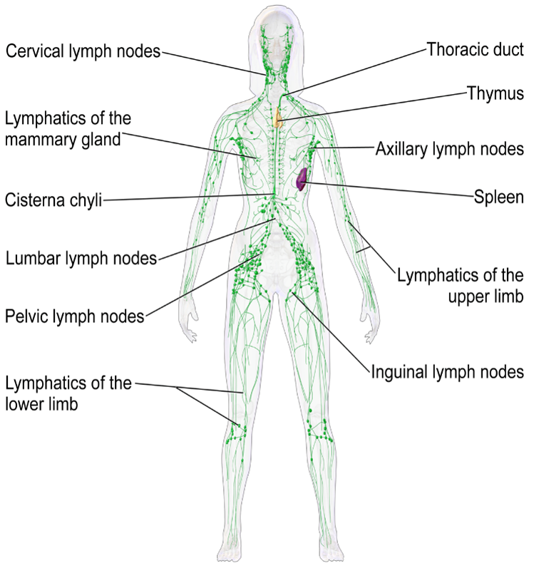lymphatic pic