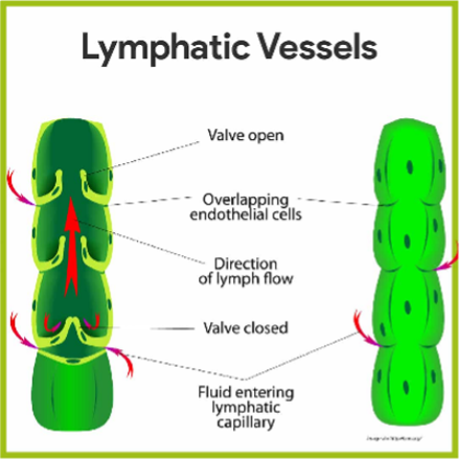 lymphatic pic